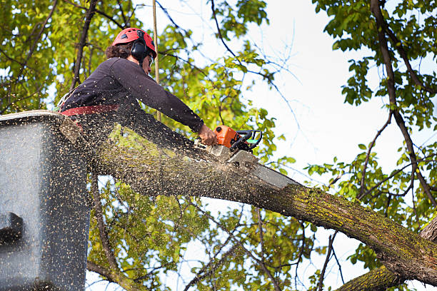 Trusted Saint John Fisher College, NY Tree Service Experts